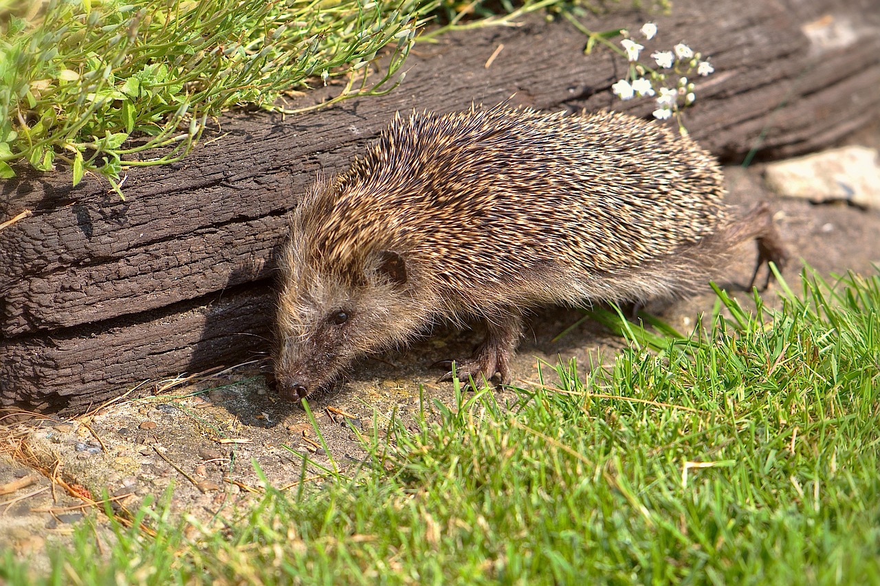 Adorable Hedgehog Crafts for Kids